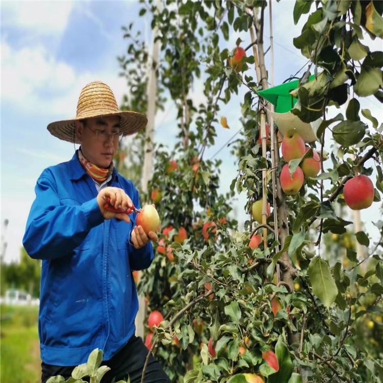 烟富十号苹果树苗价位