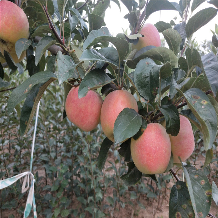 黄香蕉苹果树苗价位