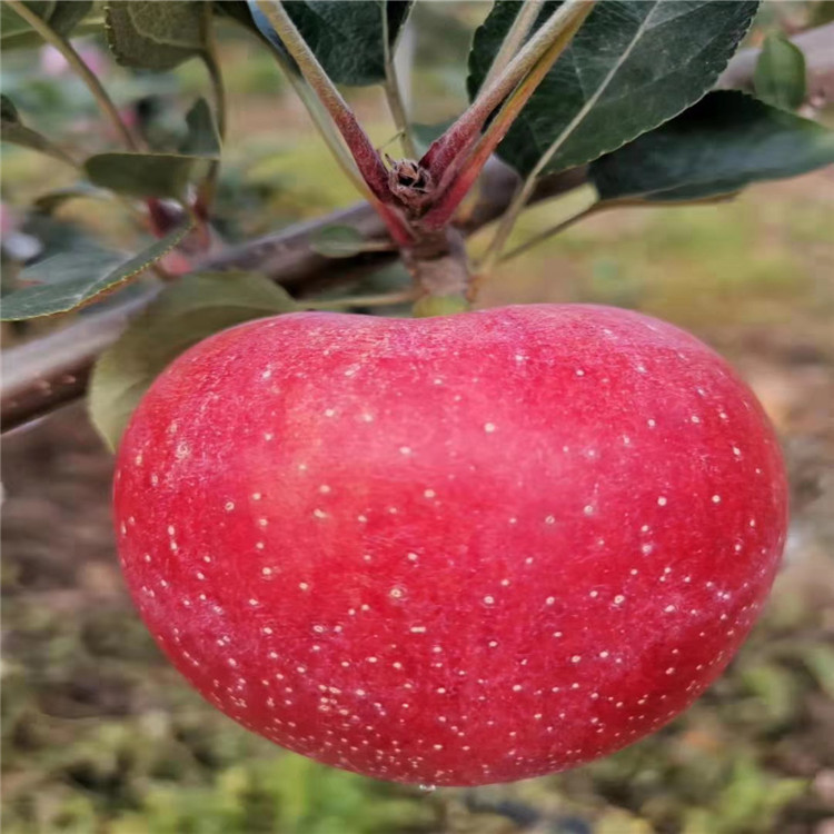 长枝苹果树苗批发基地