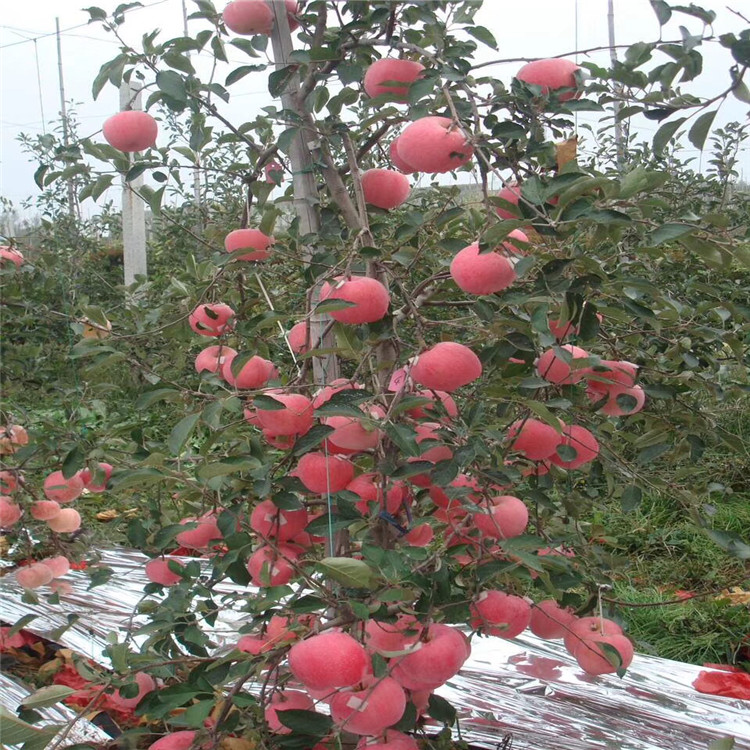 望香红苹果树苗、望香红苹果树苗出售价格