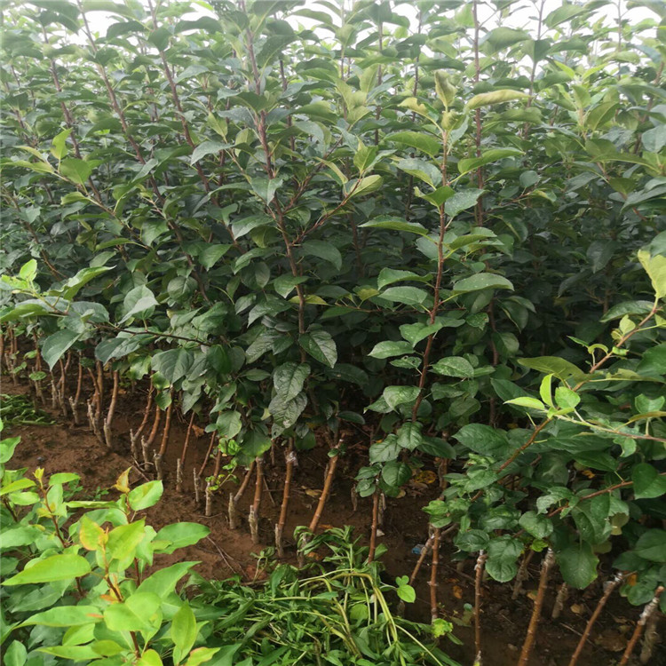 秦冠蘋果樹苗基地及價格