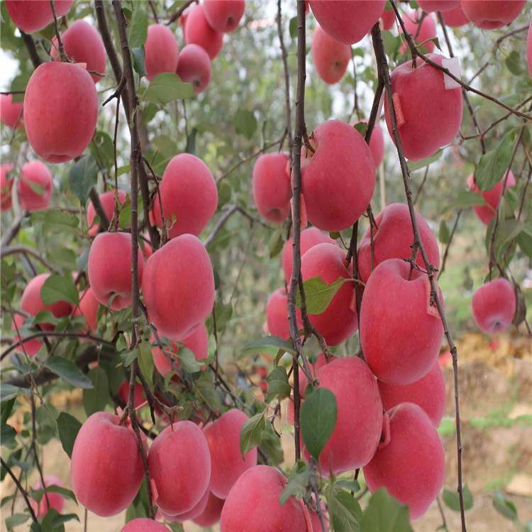 煙富三號(hào)蘋果樹苗、煙富三號(hào)蘋果樹苗批發(fā)價(jià)格