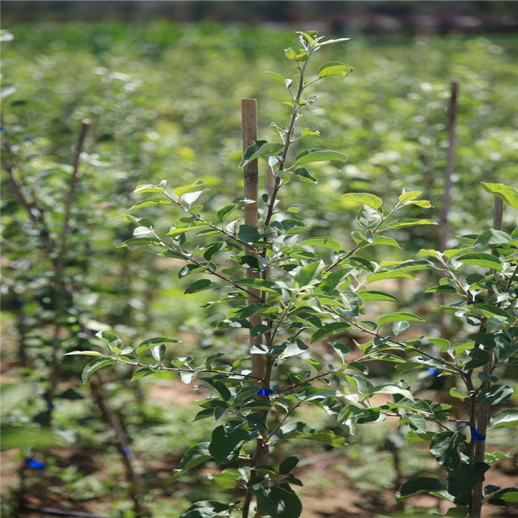 華冠蘋果苗、華冠蘋果苗出售