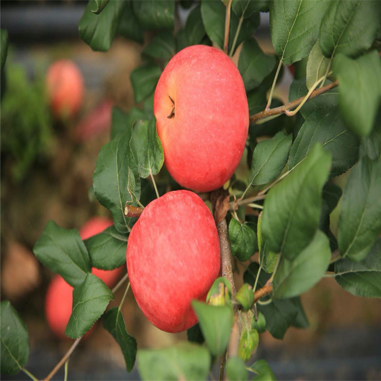 望香红苹果树苗、望香红苹果树苗基地及价格