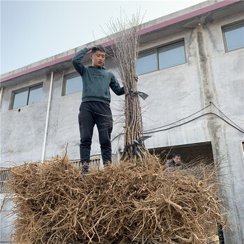實(shí)生蘋(píng)果苗基地及價(jià)格