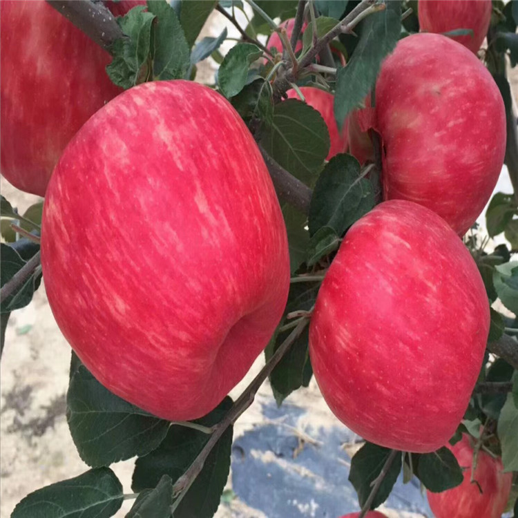 长枝苹果树苗价格及基地