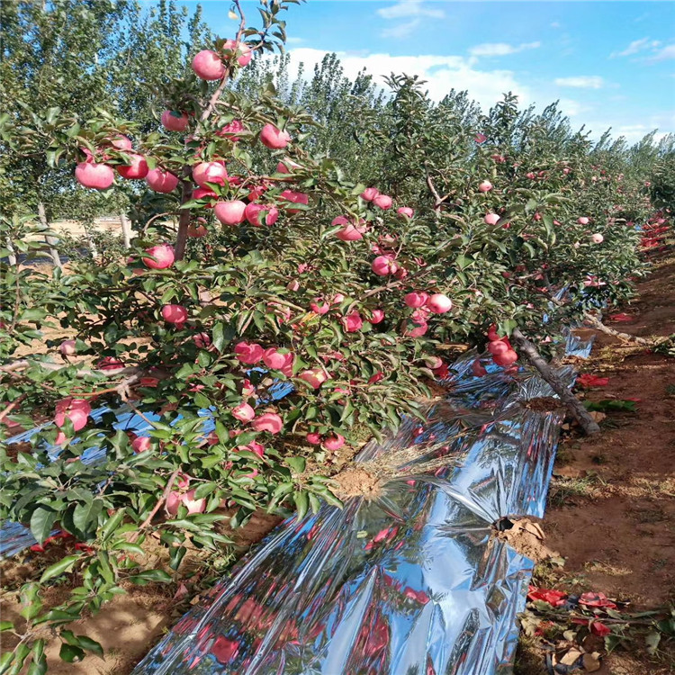 矮化砧苹果树苗、矮化砧苹果树苗出售