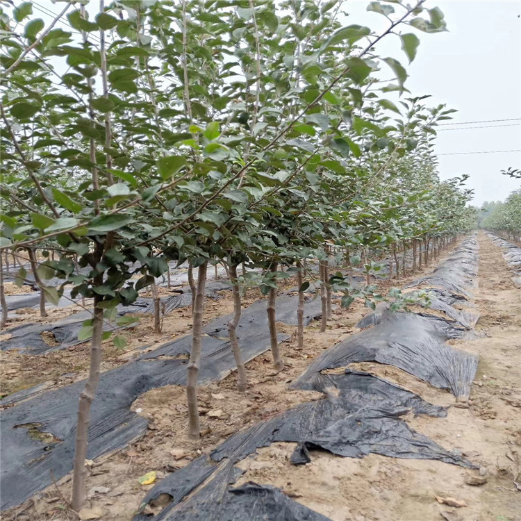 短枝苹果苗出售基地