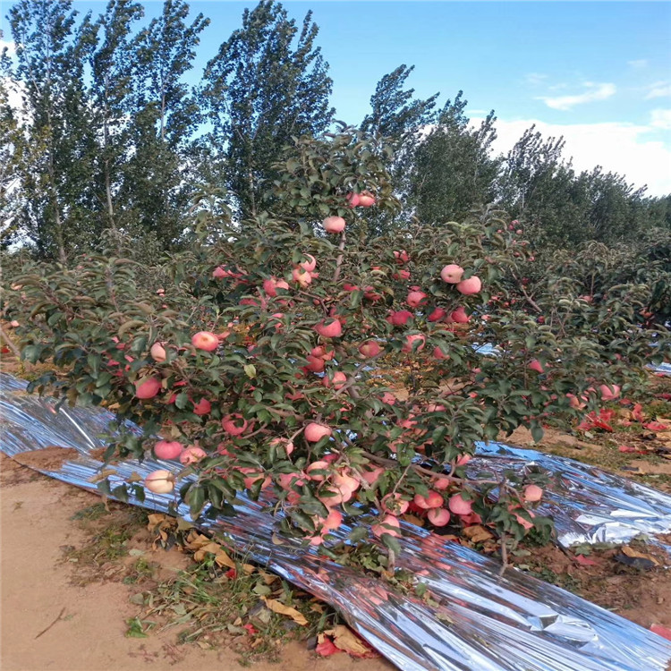 烟富三号苹果树苗批发基地