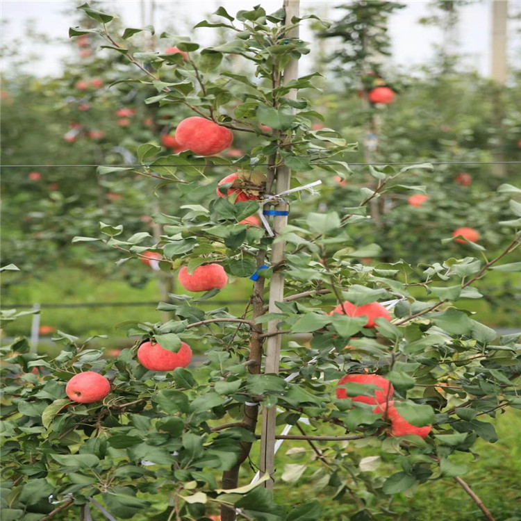 4公分蘋果苗批發(fā)基地