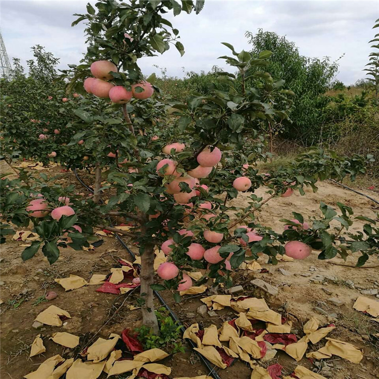 望香红苹果树苗基地