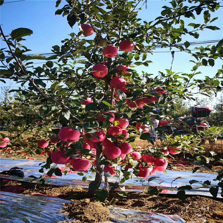 華冠蘋果苗、華冠蘋果苗出售
