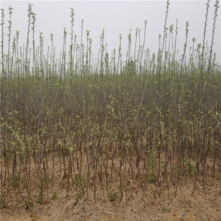 蜜脆蘋(píng)果苗基地