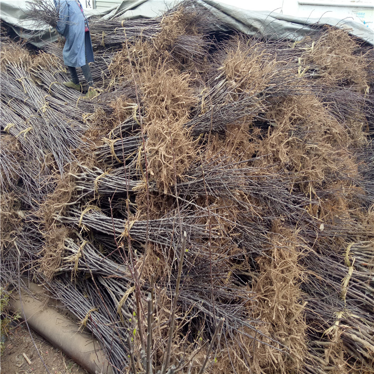 黄金苹果树苗价格及基地