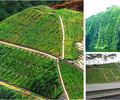 屋顶绿化园林景观工程园林绿化工程施工河南景绣