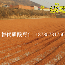 出售优良酸枣仁(红枣种子)图片