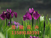 青州水生植物基地