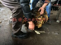 五峰县凯斯挖掘机维修全机拆车件中心站（杜特尔修理）图片1