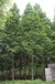 贵州水杉基地直销300亩水杉批发出售