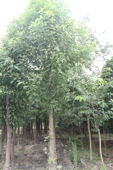 全冠香樟報(bào)價(jià)熟貨香樟圖片六盤水香樟基地批發(fā)出售