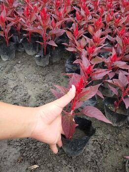 草花火炬一串红大量上市量大批发出售走量欢迎来电造型