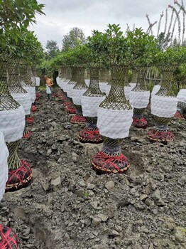 桂花花瓶起货发往贵州基地量大批发出售