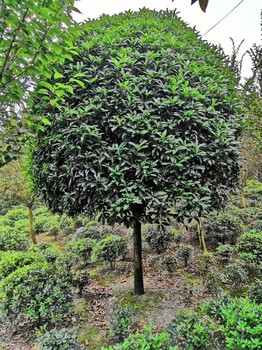 15公分八月桂好樹形基地西南苗木基地現(xiàn)挖現(xiàn)售
