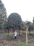 桂花树种植基地现货出售，精品工程绿化苗木有售