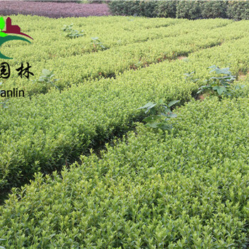 杜鵑種植基地，春娟毛娟農(nóng)戶出售