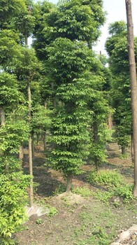 成都小葉楨楠到底好不好？