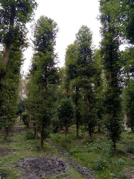 風景樹小葉楨楠種植基地出售