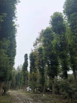 成都的小葉楨楠種植基地