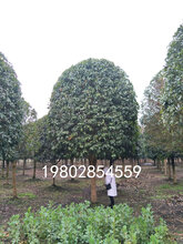 大型桂花树种植基地,桂花批发,占地桂花精品桂花都有货图片
