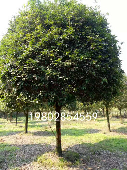 八月桂種植戶基地現(xiàn)貨批發(fā)價出售，桂花價格