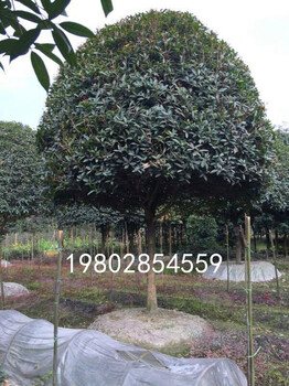占地8-12公分桂花樹照片以及報(bào)價(jià)