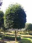 桂花树基地米径8-12公分的工程绿化苗长期有售