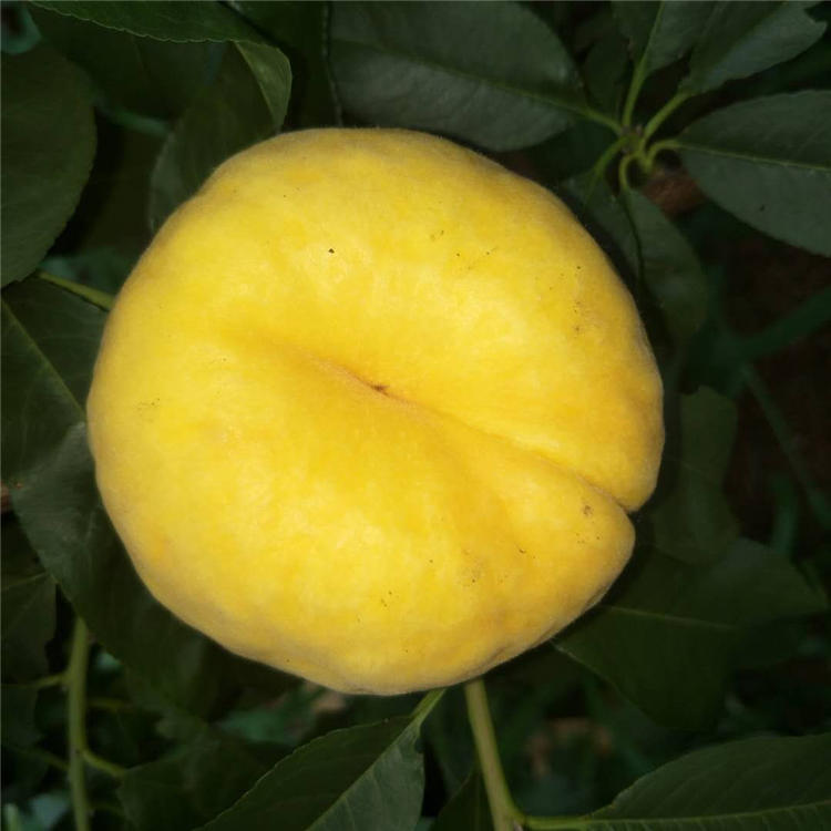 红香酥梨苗种植技术4公分梨树价格