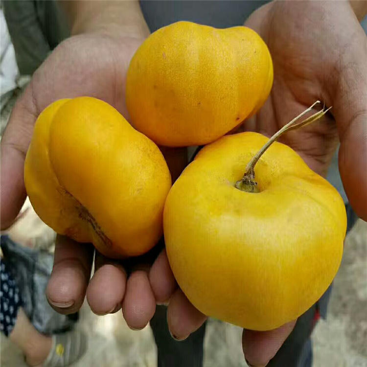 四公分梨树经济效益圆黄梨苗多少钱