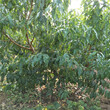 4公分梨树栽培技术梨树价格