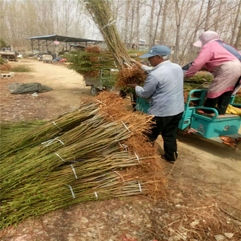 秋月梨苗报价梨树苗供应