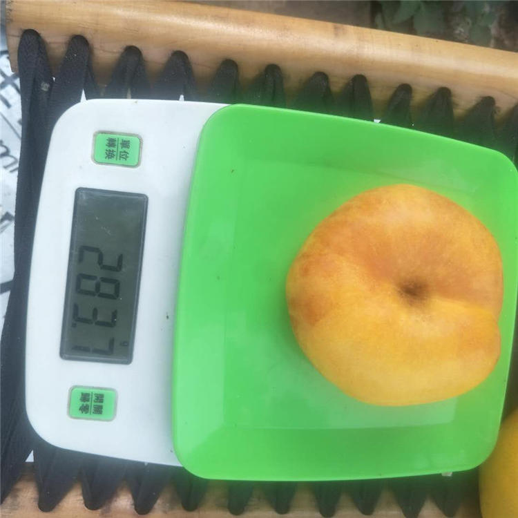 4公分梨树供应梨苗多少钱