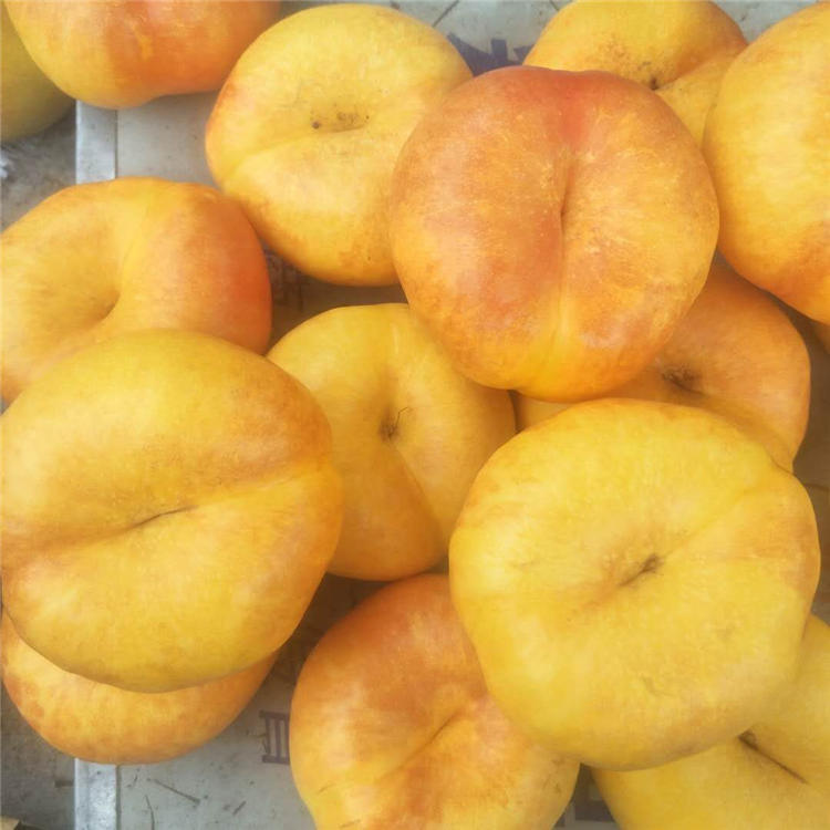 四公分梨树图片红香酥梨苗价格