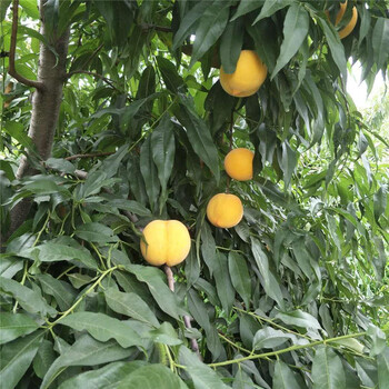 红香酥梨树苗种植技术新梨七号梨苗多少钱