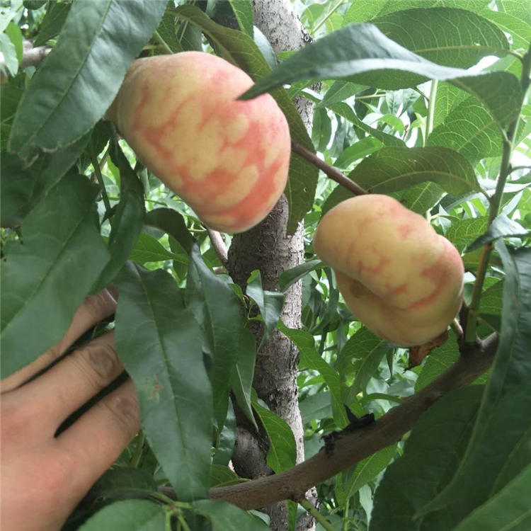 4公分梨树栽培技术梨树价格