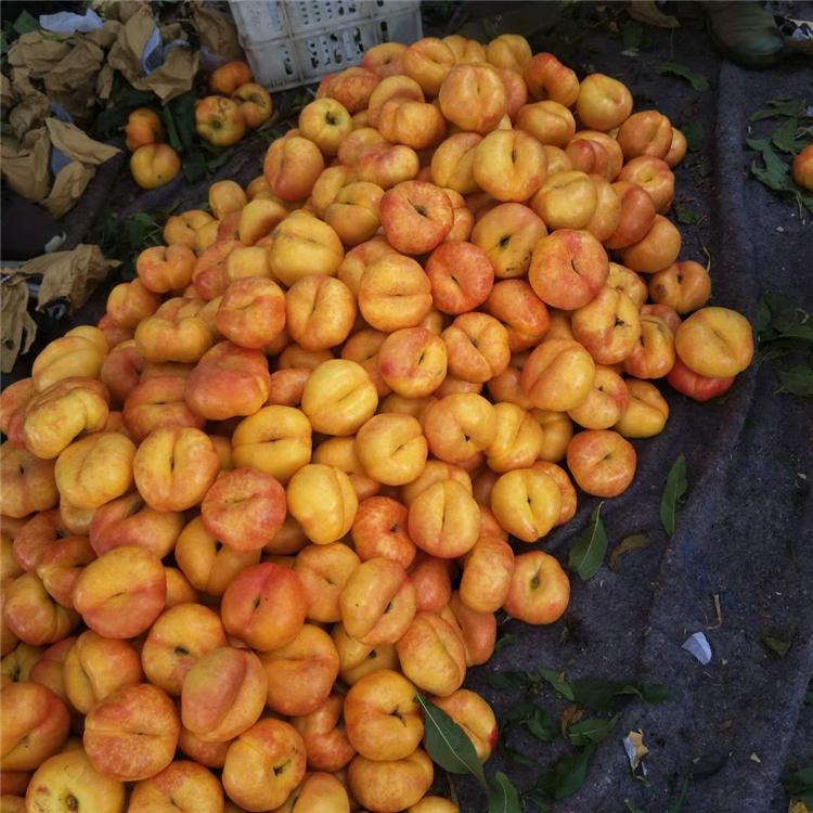 新品种梨苗栽培技术3公分梨树价格
