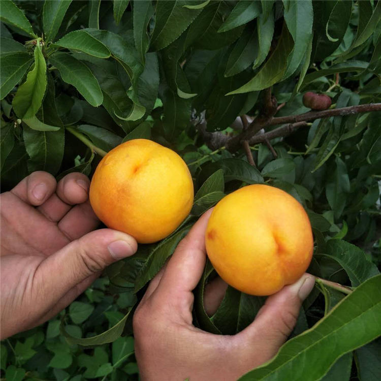 梨苗种植技术4公分梨树供应