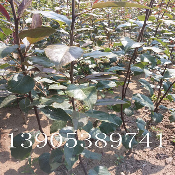 2公分梨樹畝產量早紅考密斯梨苗口感