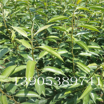 皇冠梨苗苗圃4公分梨樹銷售