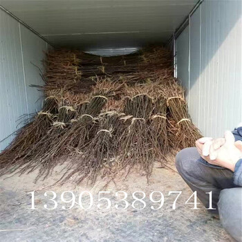 一公分梨樹(shù)新品種梨樹(shù)苗銷(xiāo)售