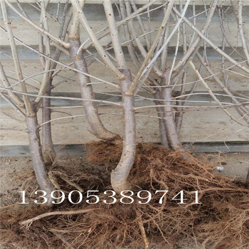6公分櫻桃樹報價3公分櫻桃樹多少錢